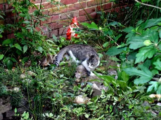 猫，自然，动物