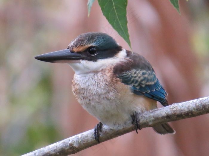 神圣的翠鸟，野生动物，鸟类，羽毛，自然
