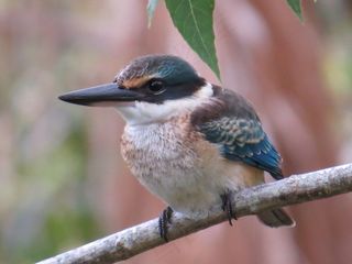 神圣的翠鸟，野生动物，鸟类，羽毛，自然
