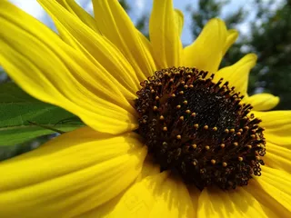 太阳花，鲜花，开花，黄色，自然