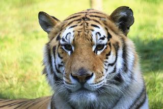 虎，头，猫，猫脸，肖像，毛皮，关闭，毛茸茸