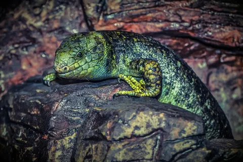 蜥蜴，爬行动物，绿色，动物，自然