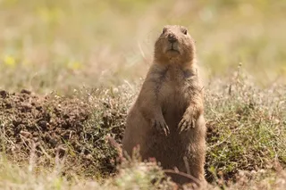 草原土拨鼠，动物，野生动物，小狗，滑稽，可爱