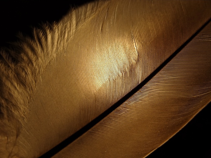 春天，光，花丝，美丽，背光