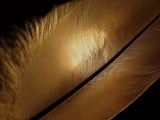 春天，光，花丝，美丽，背光