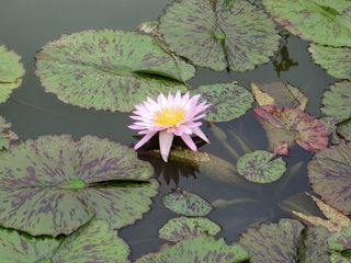 水，百合，睡莲，花，莲花，百合，水生