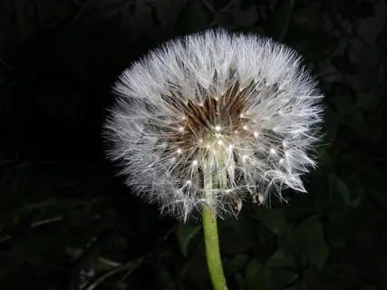 蒲公英,宏,风 蒲公英,宏,风