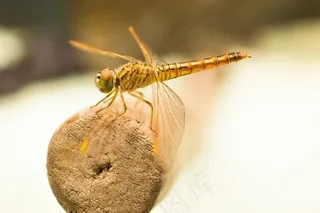 龙蝇，昆虫，飞，金，Bug，宏，龙蝇