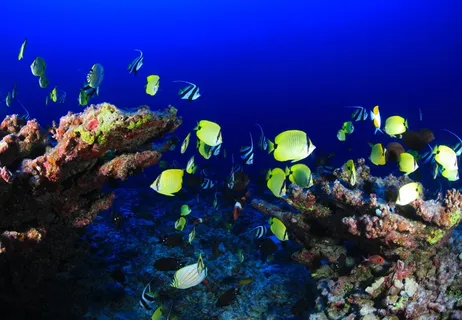 热带,鱼,水下,海洋,环礁,海洋,大海 热带,鱼,水下,海洋,环礁,海洋,大海