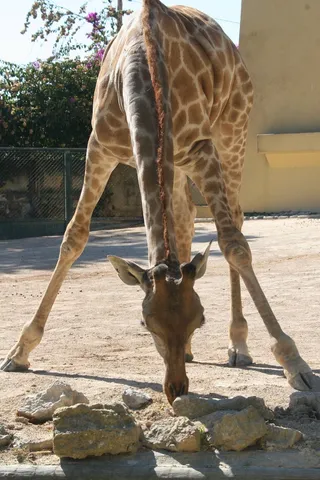 长颈鹿，动物，拓荒，动物区系，野生动物，高大，景点
