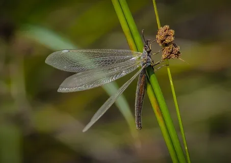 蜻蜓，昆虫，Bug，动物，自然，翼，野生动物