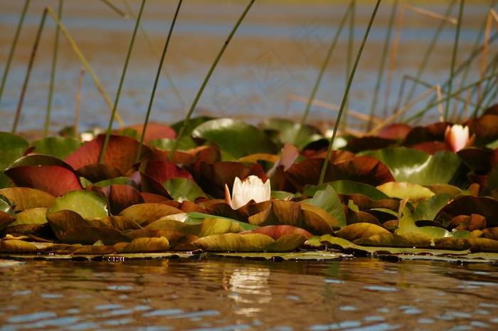 莲花，花，颜色，自然，美丽，颜色