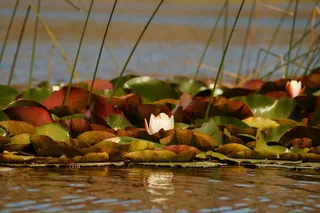 莲花，花，颜色，自然，美丽，颜色