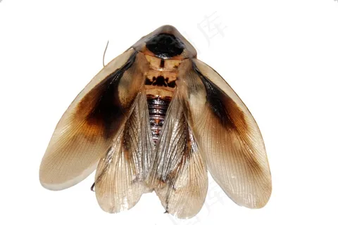 蟑螂,昆虫,依玛歌,Blaberus,宠物,动物 蟑螂,昆虫,依玛歌,Blaberus,宠物,动物