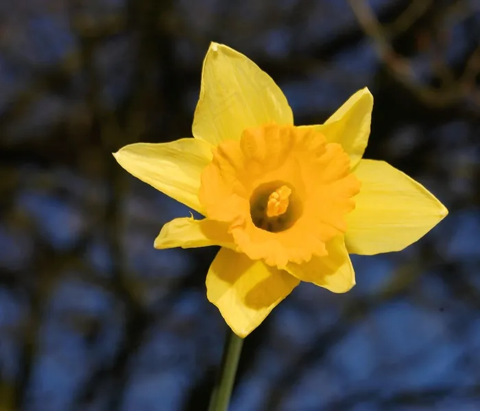 水仙，黄水仙，黄色，春天，开花，盛开