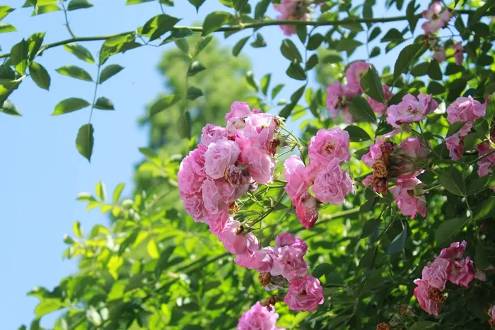 鲜花，植物，阳光，辐照，新鲜，美丽