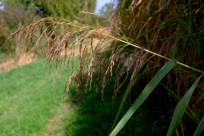 芦苇，秋季，自然保护，关闭