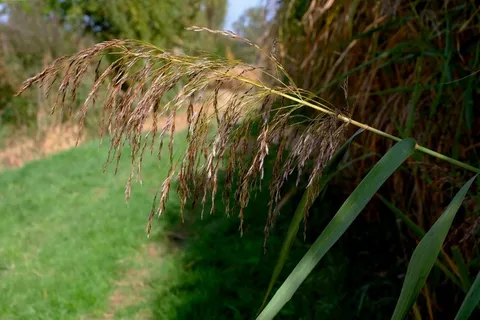 芦苇，秋季，自然保护，关闭