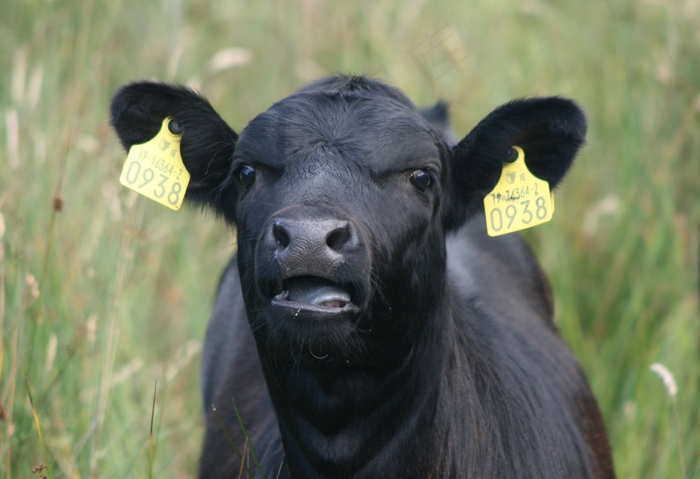 牛，牛，牛肉，农场，动物，农业，牲畜