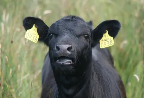 牛，牛，牛肉，农场，动物，农业，牲畜