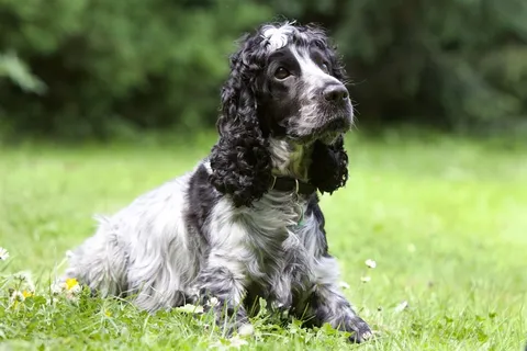 狗,可卡犬,狗,动物,白色,黑色 狗,可卡犬,狗,动物,白色,黑色