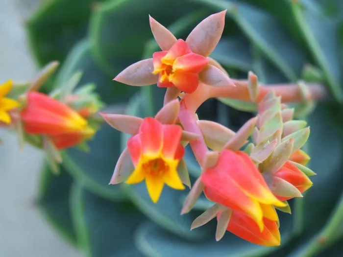 花，粉红色，天竺葵，口香糖，绿色，宏，植物