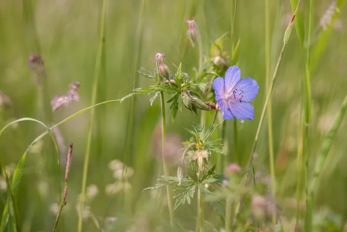 花，植物，叶子，紫，Stengel，性质，紫色