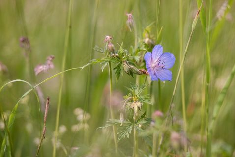 花，植物，叶子，紫，Stengel，性质，紫色