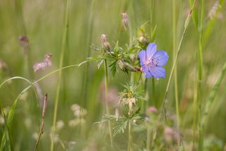 花，植物，叶子，紫，Stengel，性质，紫色