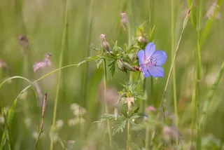 花，植物，叶子，紫，Stengel，性质，紫色