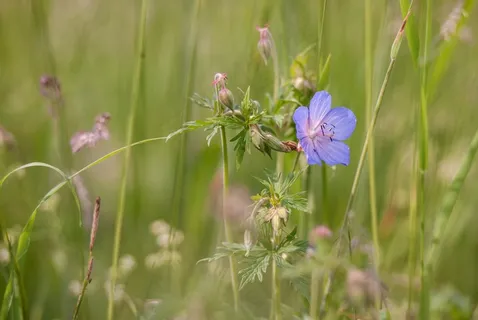 花,植物,叶子,紫,Stengel,性质,紫色 花,植物,叶子,紫,Stengel,性质,紫色