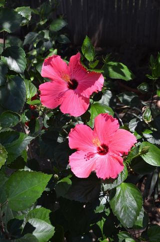 芙蓉花，粉红色，开花，厂，春天