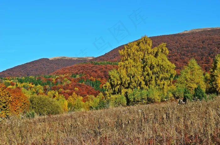 森林，山脉，景观，自然，全景