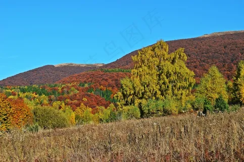 森林，山脉，景观，自然，全景
