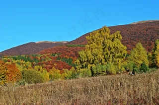 森林，山脉，景观，自然，全景