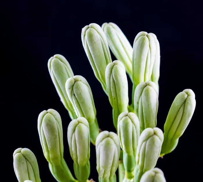 龙舌兰花，花序，开花，关闭