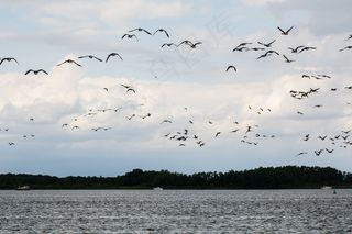 鹅，湖，鸟，鹅，灰雁，水禽，飞