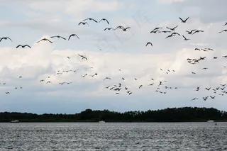 鹅，湖，鸟，鹅，灰雁，水禽，飞