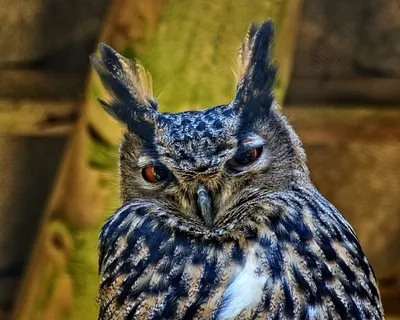 雕O,腹股沟淋巴结炎,鸟,猫头鹰,夜间活动 雕O,腹股沟淋巴结炎,鸟,猫头鹰,夜间活动