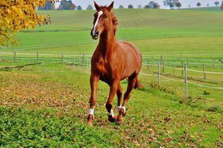 马，动物，骑马，Reiterhof，棕色，耦合，草地