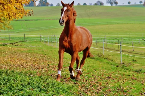 马,动物,骑马,Reiterhof,棕色,耦合,草地 马,动物,骑马,Reiterhof,棕色,耦合,草地