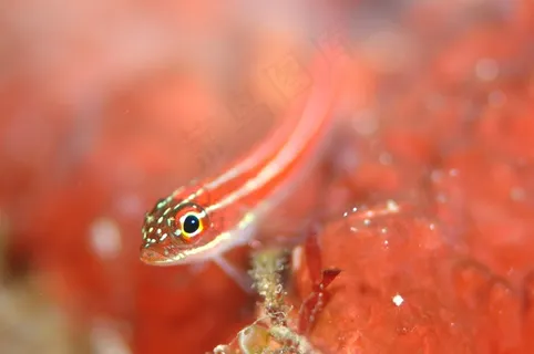 虾虎鱼，水下生活，海上，潜水