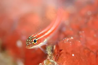 虾虎鱼，水下生活，海上，潜水