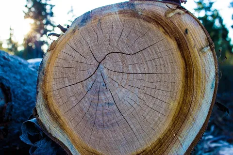 木，日志，树，树皮，部落，性质，结构