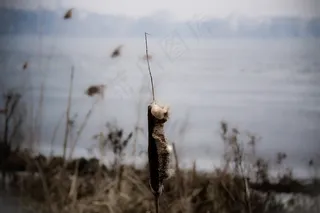 昆虫类,天空,树,街道,风景,干支