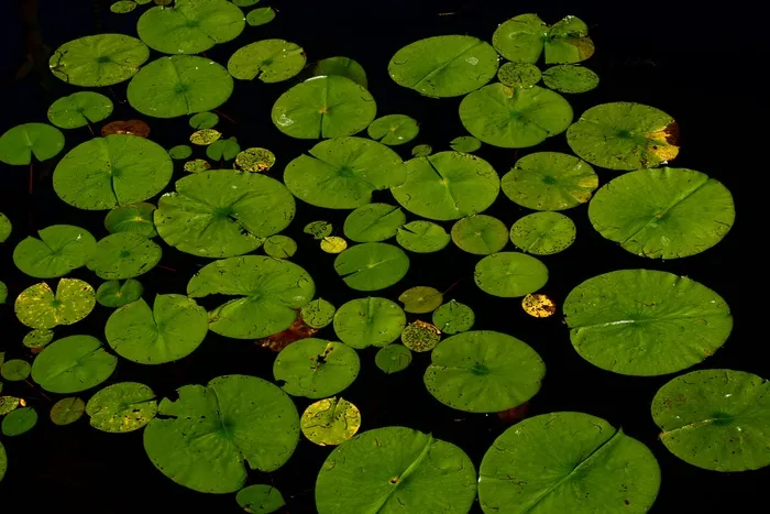 地板砖,荇菜,荷叶,金钱草,虫子,海湖离开池塘