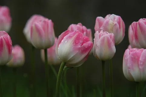 郁金香,与,雨滴 郁金香,与,雨滴