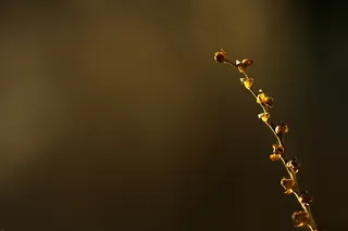 详细信息，道路，植物，科，性质，背景，秋季