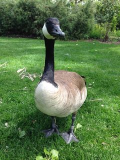 鸭，嘎嘎，鸟，喙，羽毛，绿色，水禽