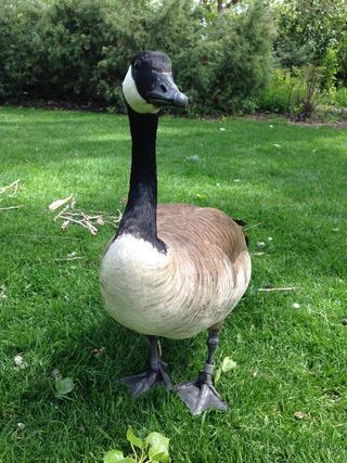 鸭，嘎嘎，鸟，喙，羽毛，绿色，水禽